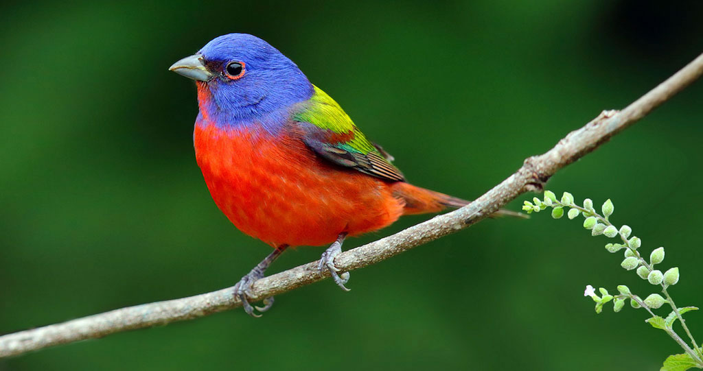 Birds